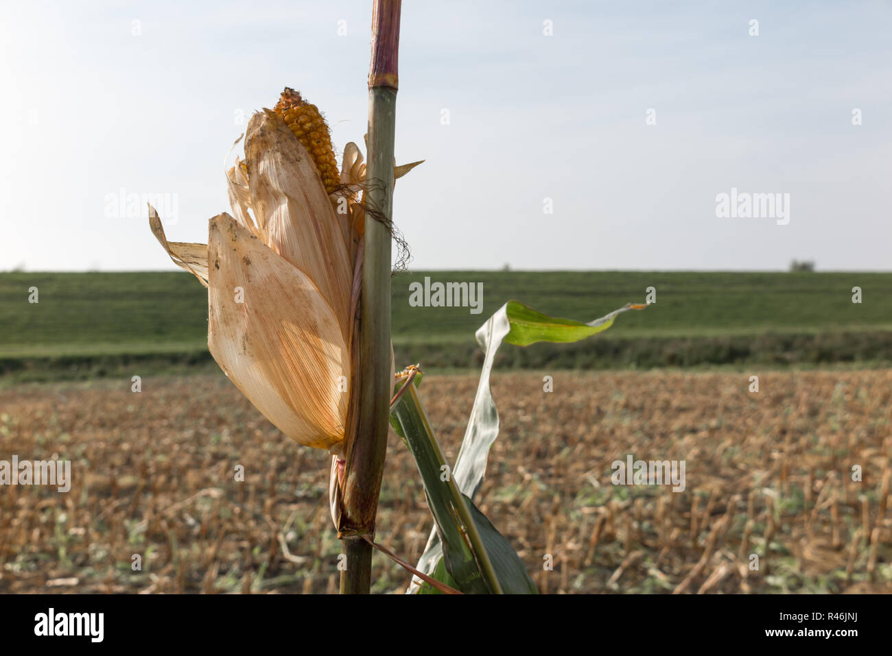 Nach der Ernte blieb Stockfoto