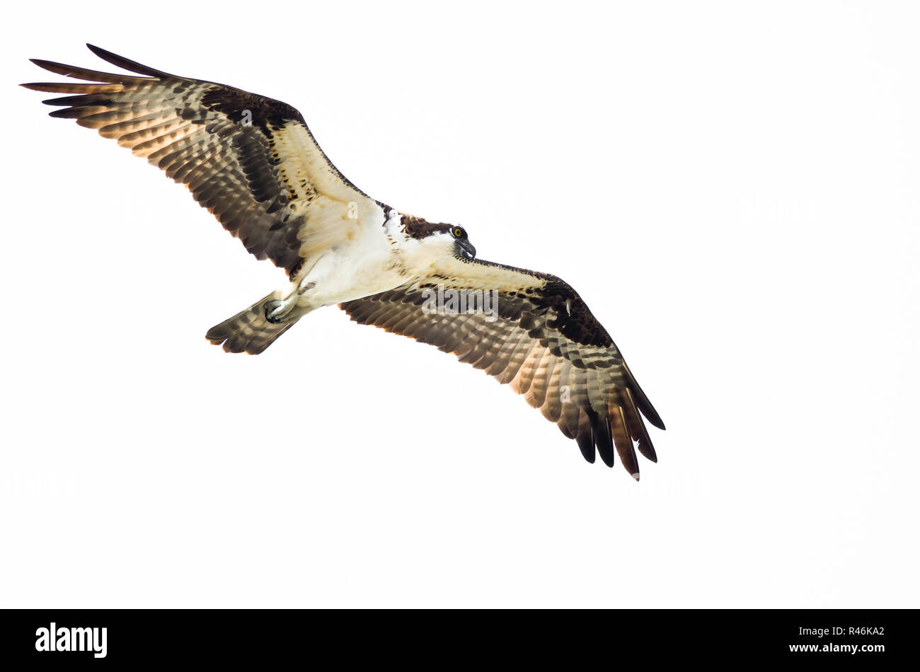Einsame Osprey Jagd auf dem Flügel auf weißem Hintergrund Stockfoto