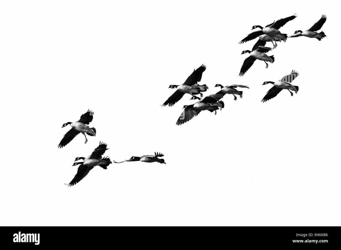 Herde von Kanada Gänse Fliegen auf weißem Hintergrund Stockfoto
