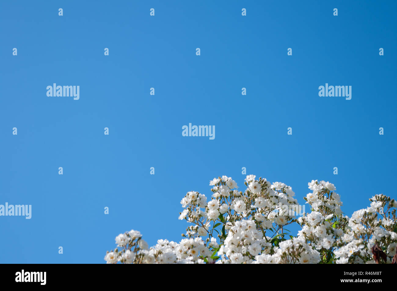 Weiße Rosen in der unteren rechten Ecke, die untere Grenze für den Hintergrund mit klaren blauen Himmel. Stockfoto