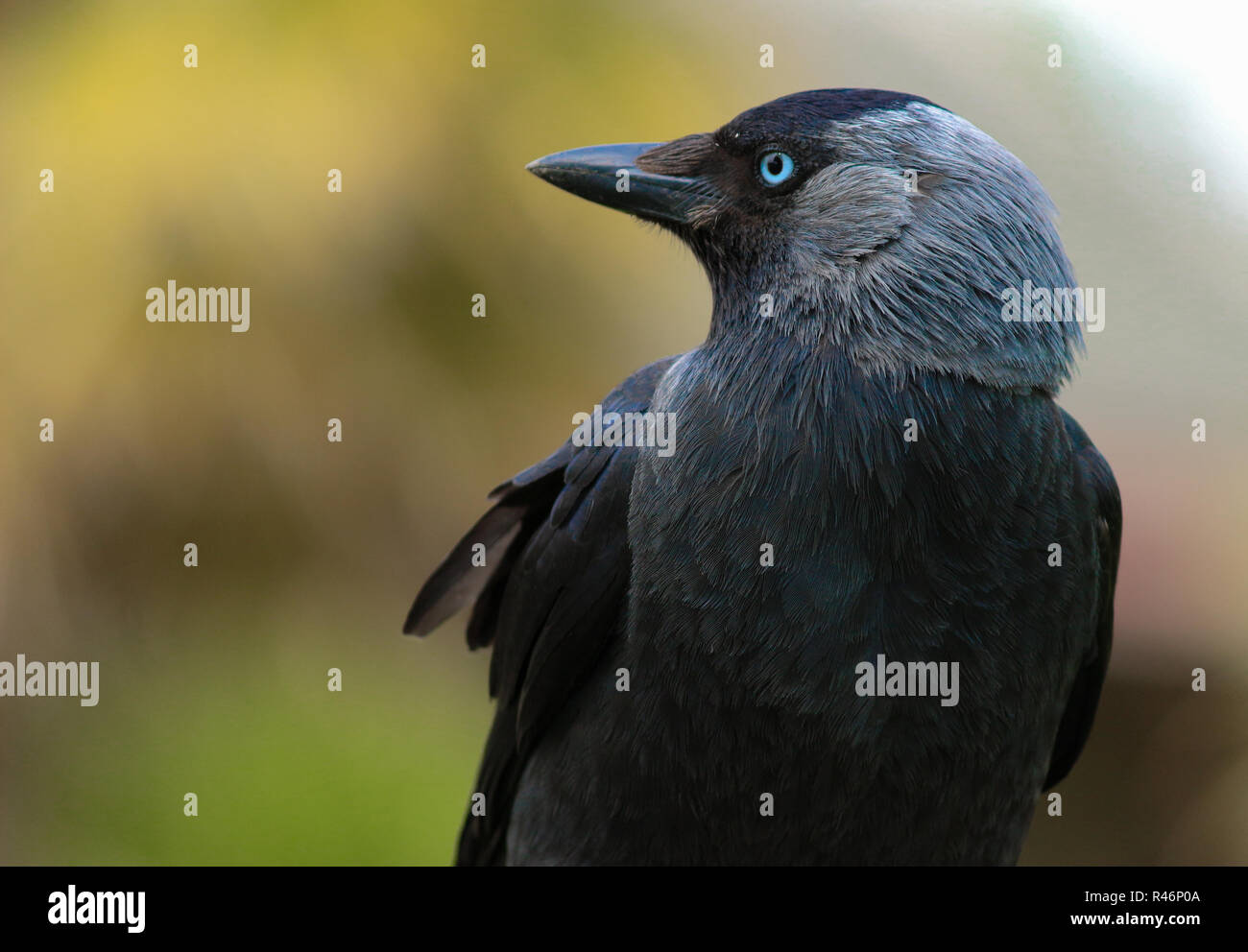 Nahaufnahme von einem westlichen Dohle Stockfoto