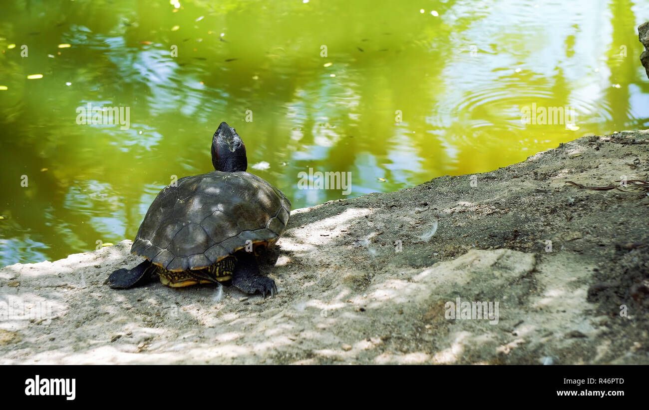 Schildkröten im teich Fotos und Bildmaterial in hoher Auflösung Alamy