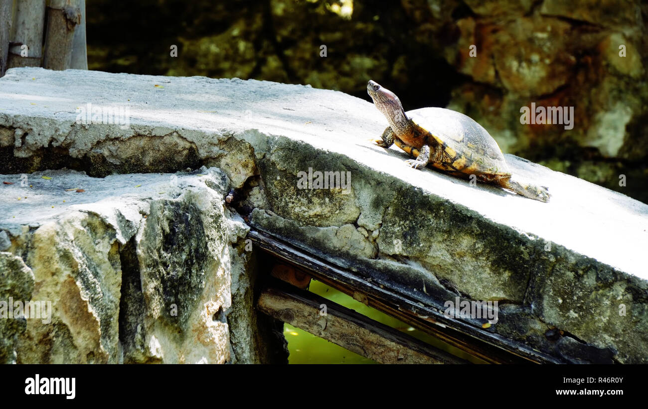 Schildkröten in einem Teich Stockfoto
