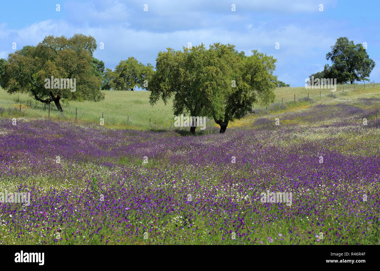 Portugal, Alentejo Region in der Nähe von Evora - Korkeiche - Quercus suber, in einem Feld von bunten Blumen. Stockfoto