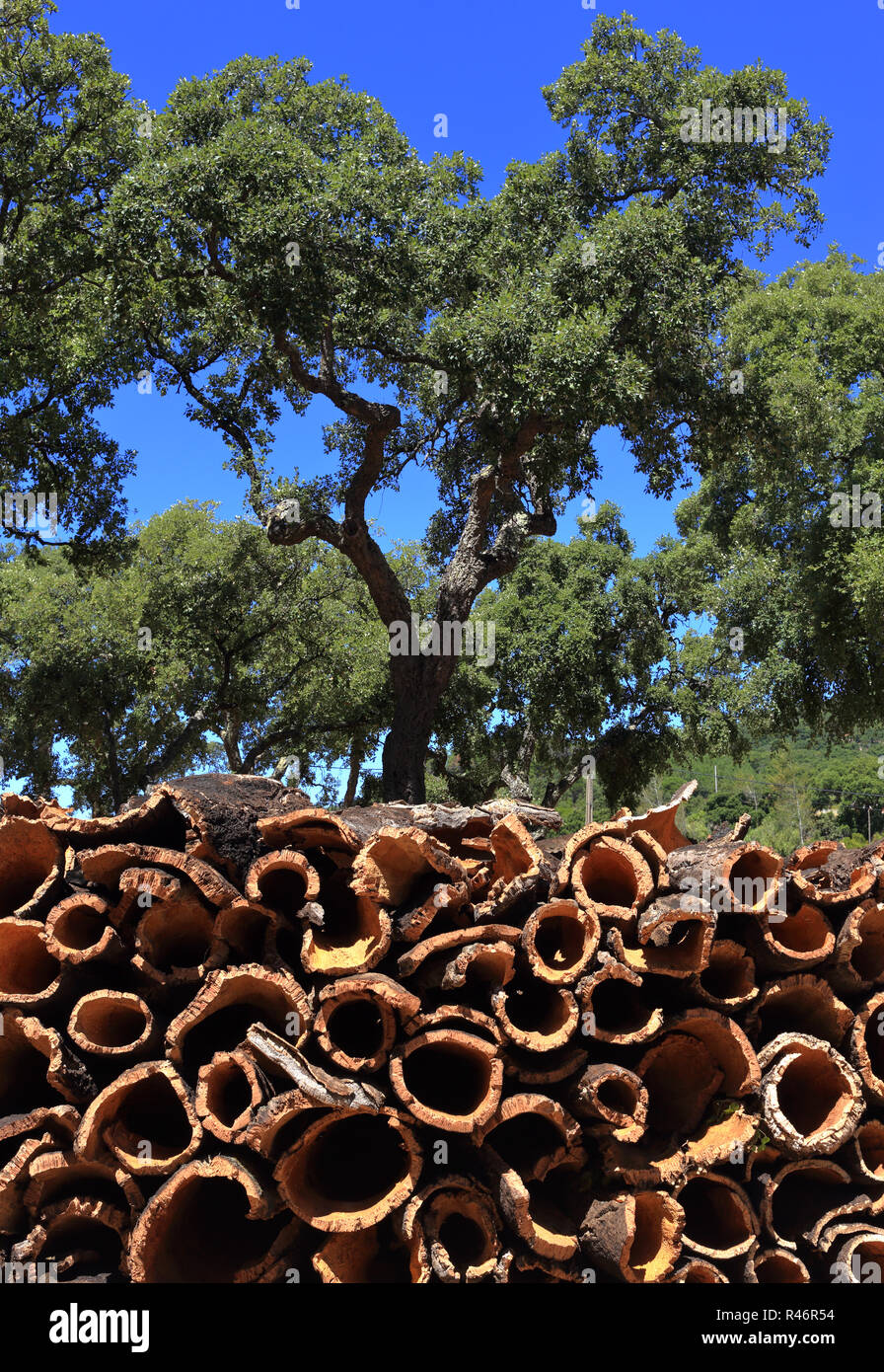 Portugal, Alentejo Region in der Nähe von Evora - Korkeiche - Quercus suber, mit neu abisoliert Korkrinde trocknen in der Sonne. Stockfoto