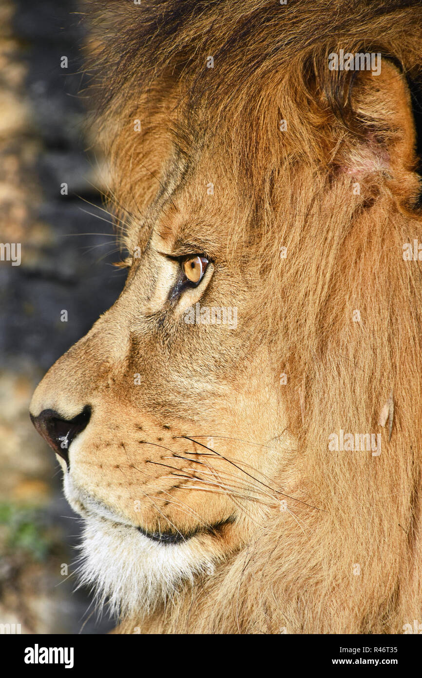 Extreme close up side Profil Portrait von ausgewachsenen männlichen Afrikanischen Löwen mit schöner Mähne, weg schauen Stockfoto