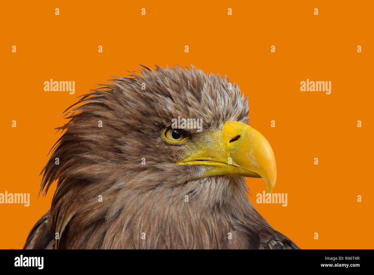 Close up Profil Porträt einer Seeadler Seeadler (Haliaeetus albicilla) an der Kamera über gelb orange Hintergrund suchen, Low Angle Seitenansicht Stockfoto