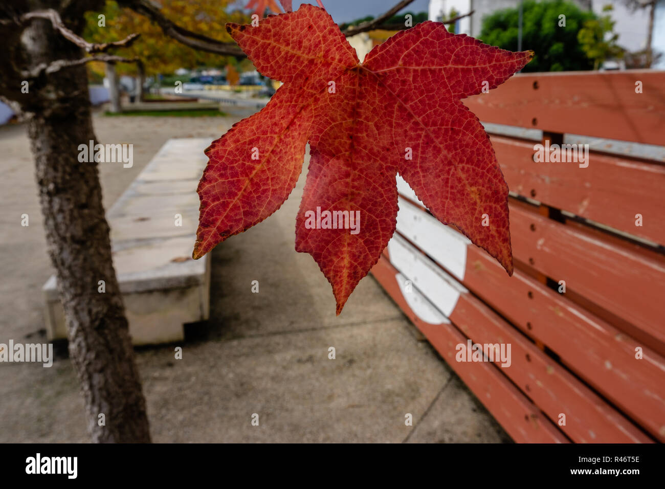 Nahaufnahme eines einzigen Maple Leaf in den schönsten Farben auf seiner Oberfläche ausgestellt, ein klassisches Erscheinungsbild dieses schönes Laub Stockfoto