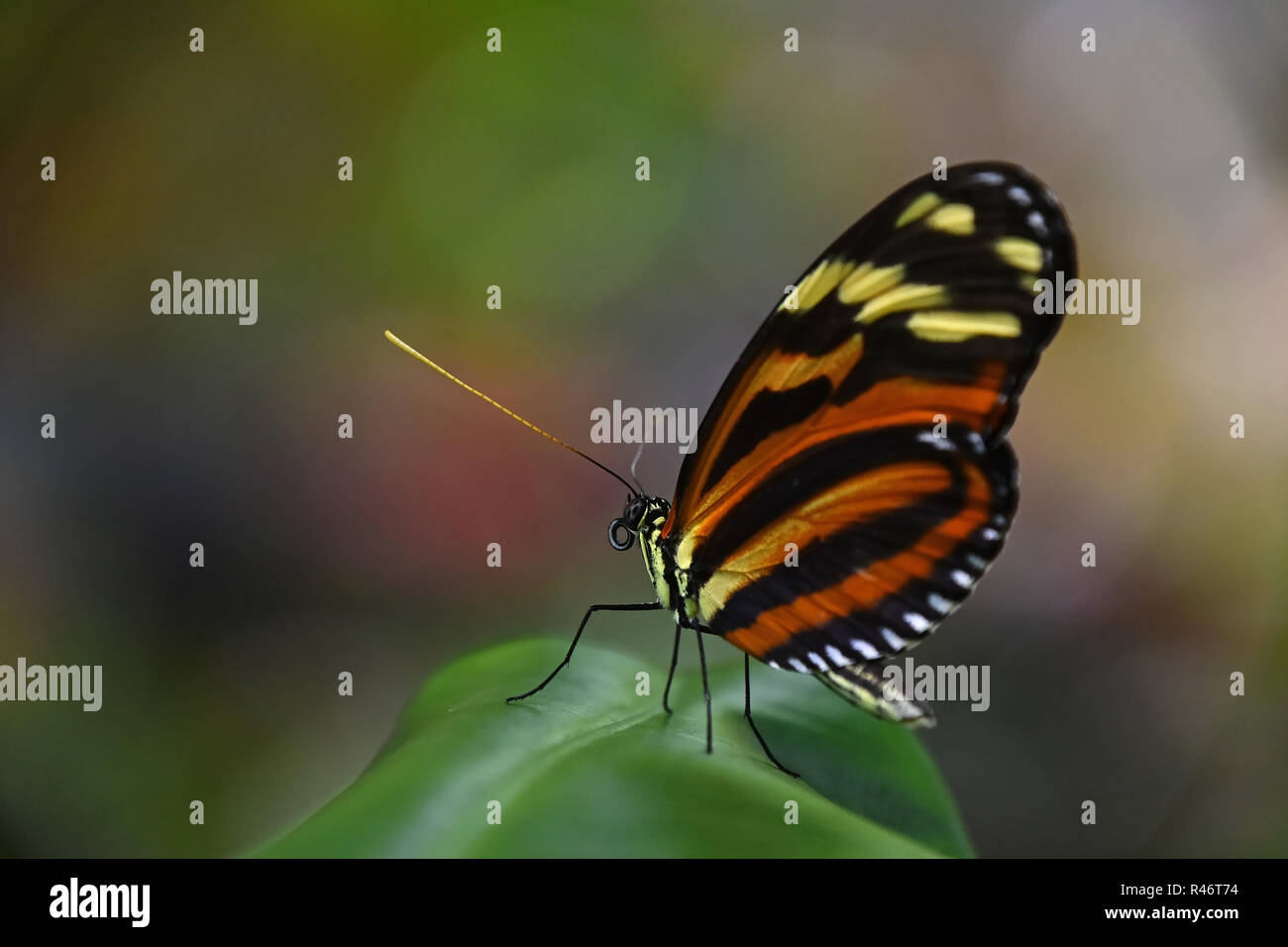 Nahaufnahme Seite Profil Porträt einer wunderschönen, grossen vivid Brown tropischen Regenwald Schmetterling mit eingeklappten Flügeln sitzend auf Blatt, Low Angle View Stockfoto