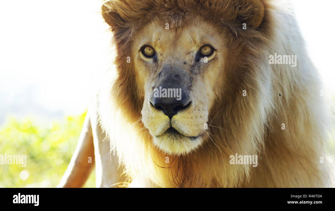 : In der Nähe von Lion, Panthera leo, 8 Jahre alt, vor weißem Hintergrund Stockfoto