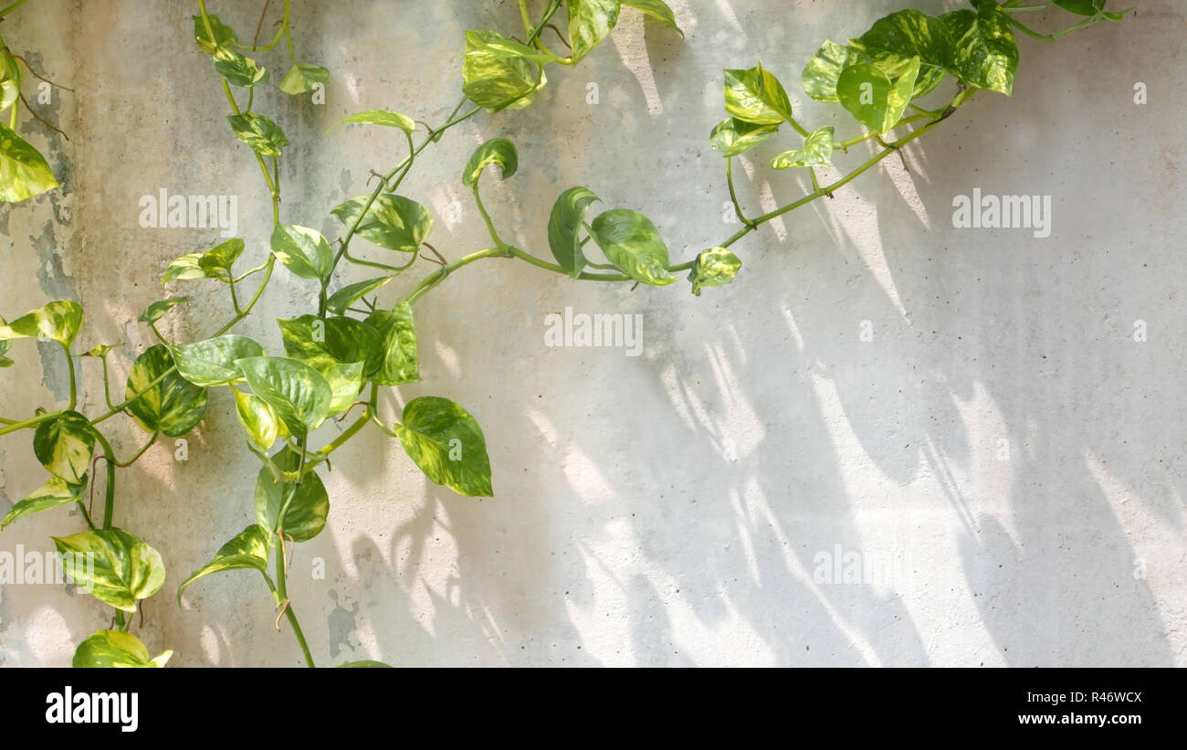 Grüne Reben mit Schatten um die Mauer Stockfoto