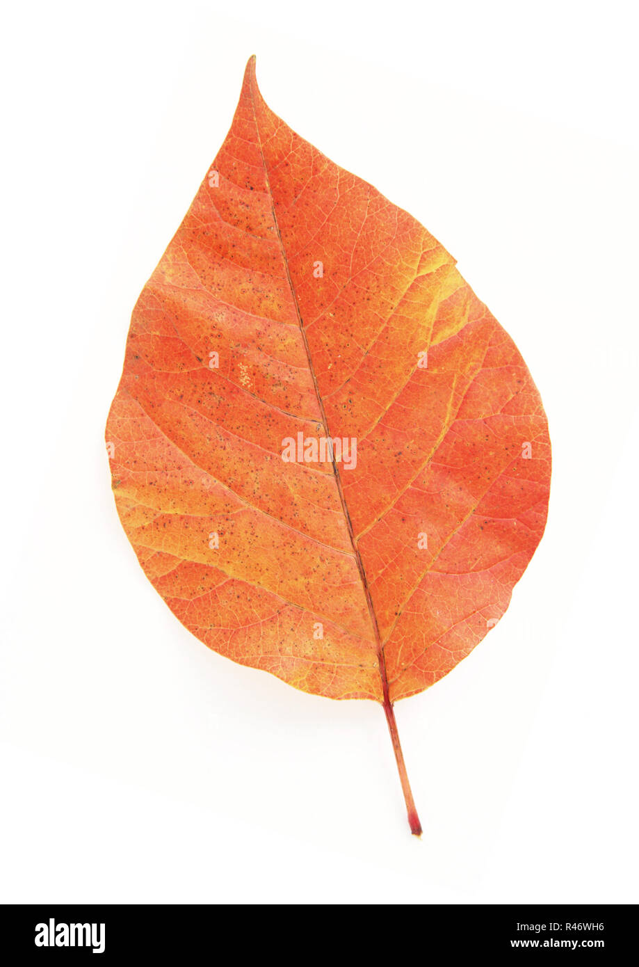 Herbst Blatt Makro mit Details auf weißem Hintergrund Stockfoto