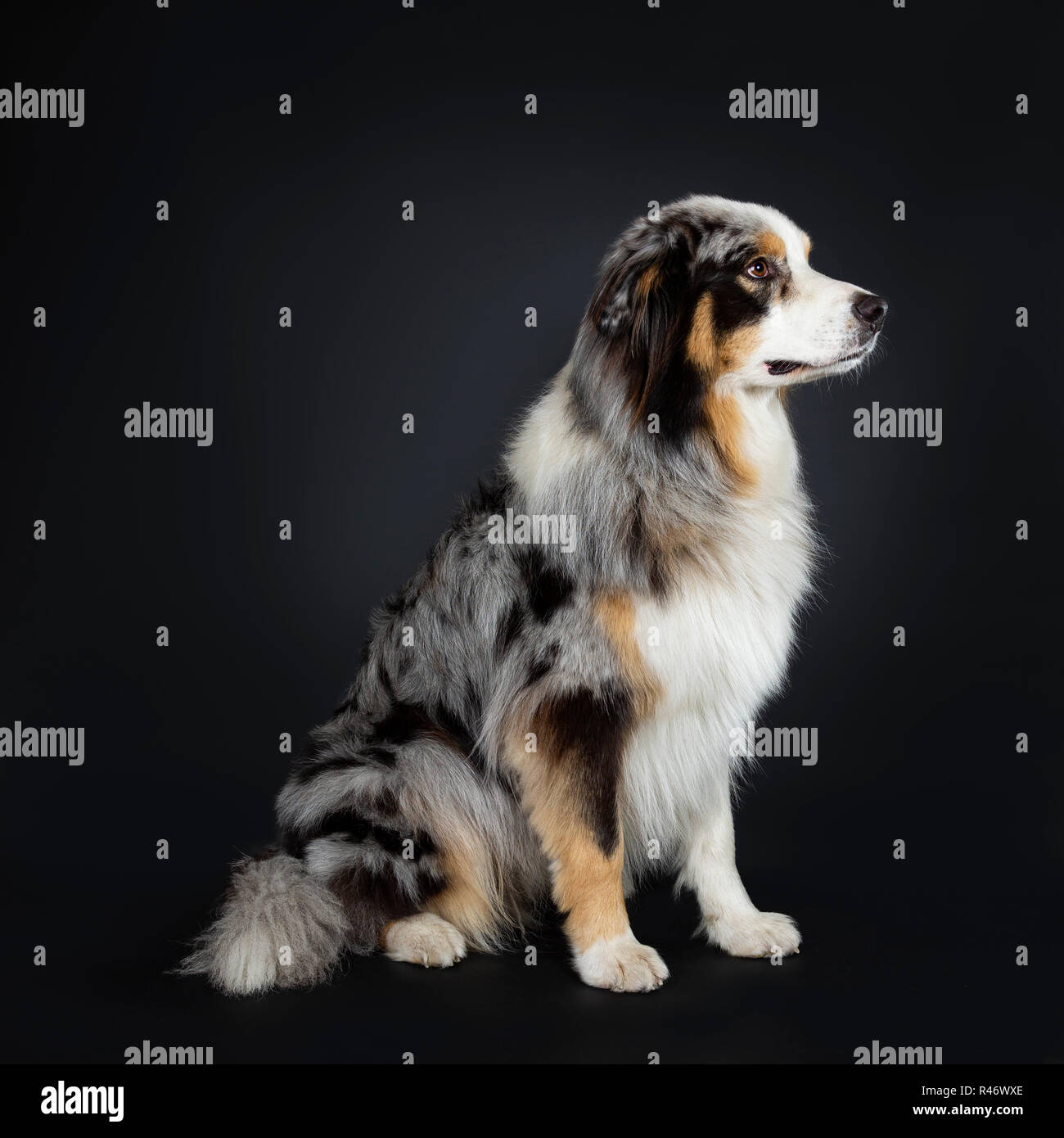 Hübscher Australian Shepherd dog sitting Seite Wege geradeaus Suchen eigenes Profil mit braun und blau gefleckte Augen. Mund geschlossen. Auf schwarz Isoliert Stockfoto