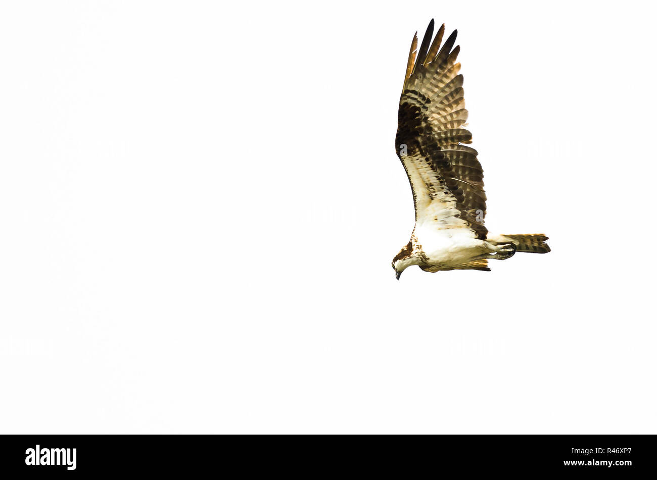 Einsame Osprey Jagd auf dem Flügel auf weißem Hintergrund Stockfoto