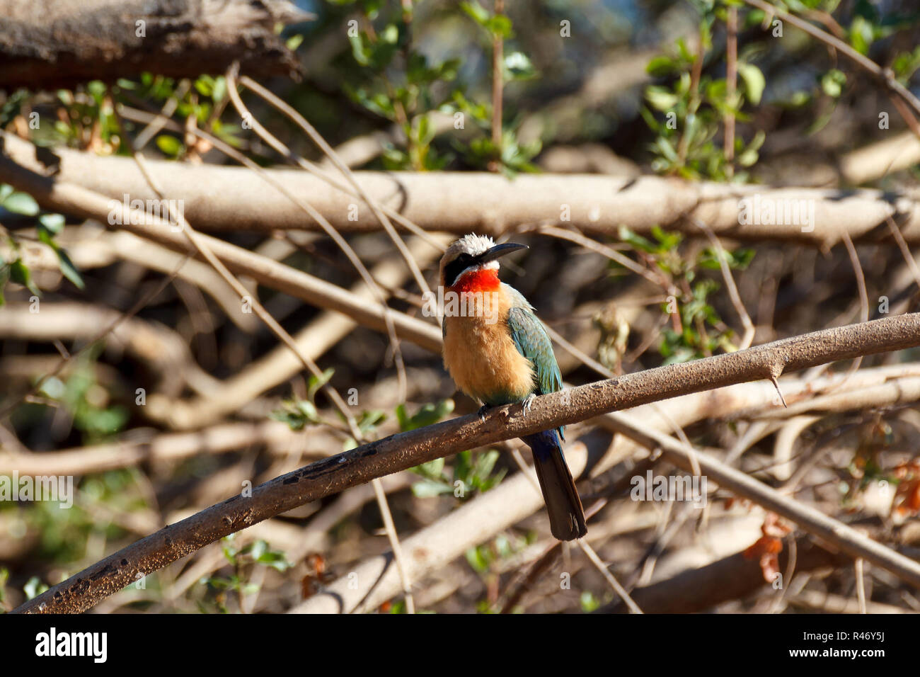 White fronted Bee-eater am Baum Stockfoto