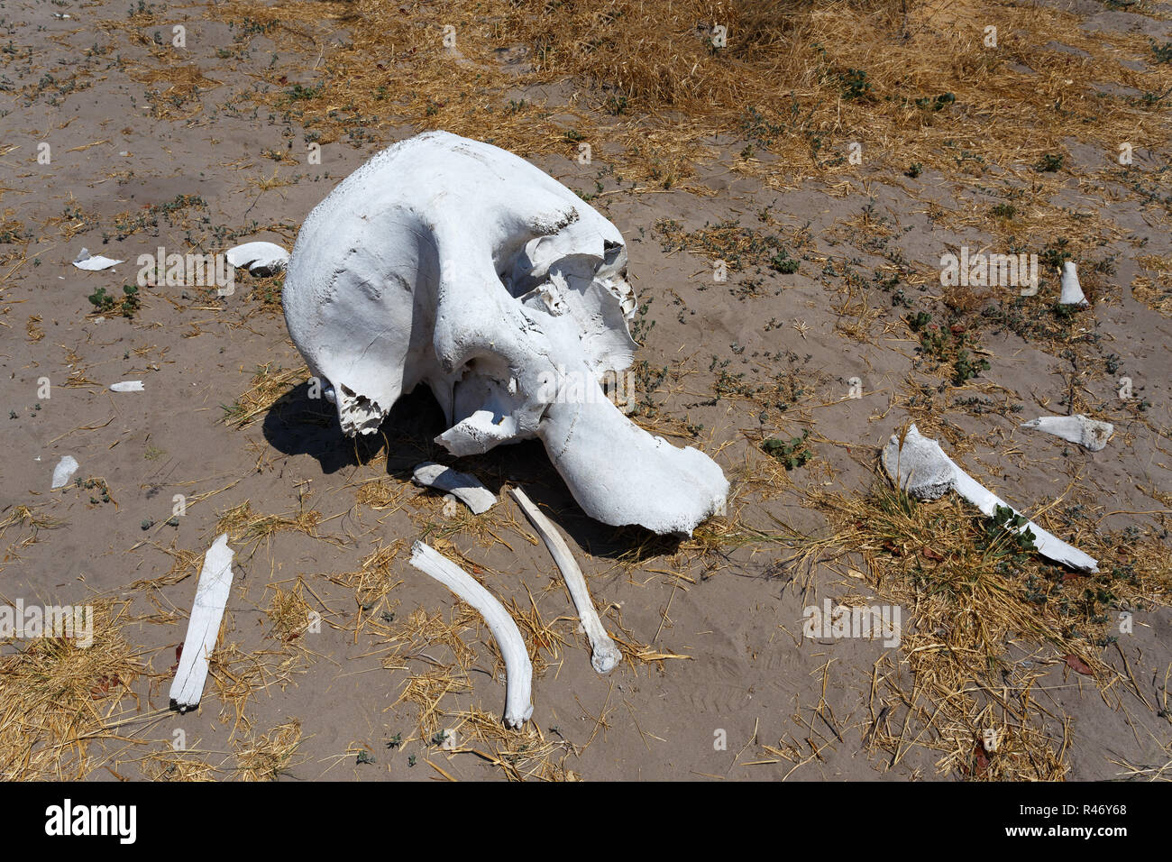 Elefant Schädel in Okavango Delta Landschaft Stockfoto