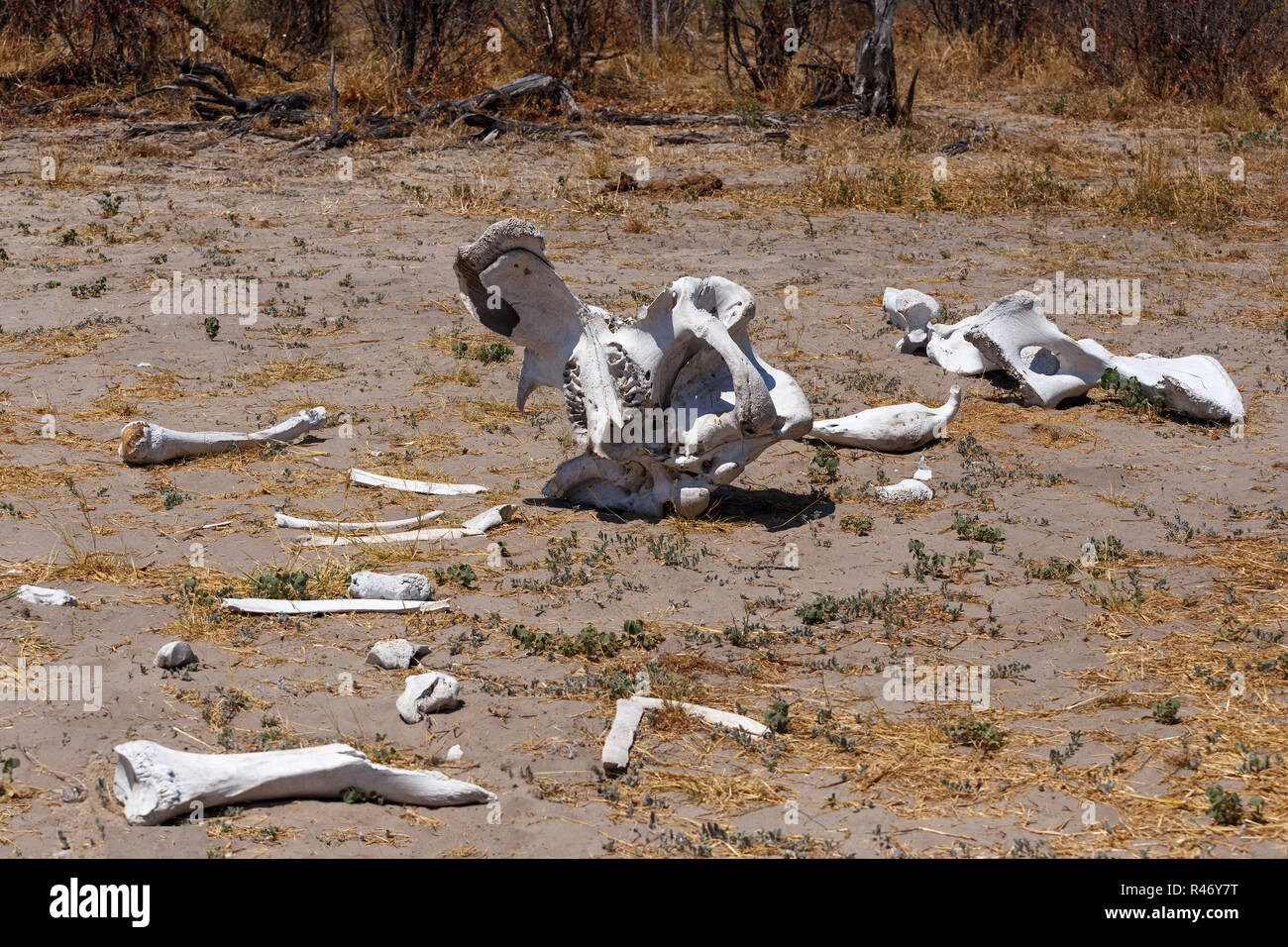 Elefant Knochen im Okavango Delta Landschaft Stockfoto