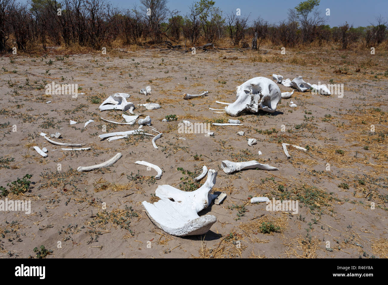 Elefant Knochen im Okavango Delta Landschaft Stockfoto