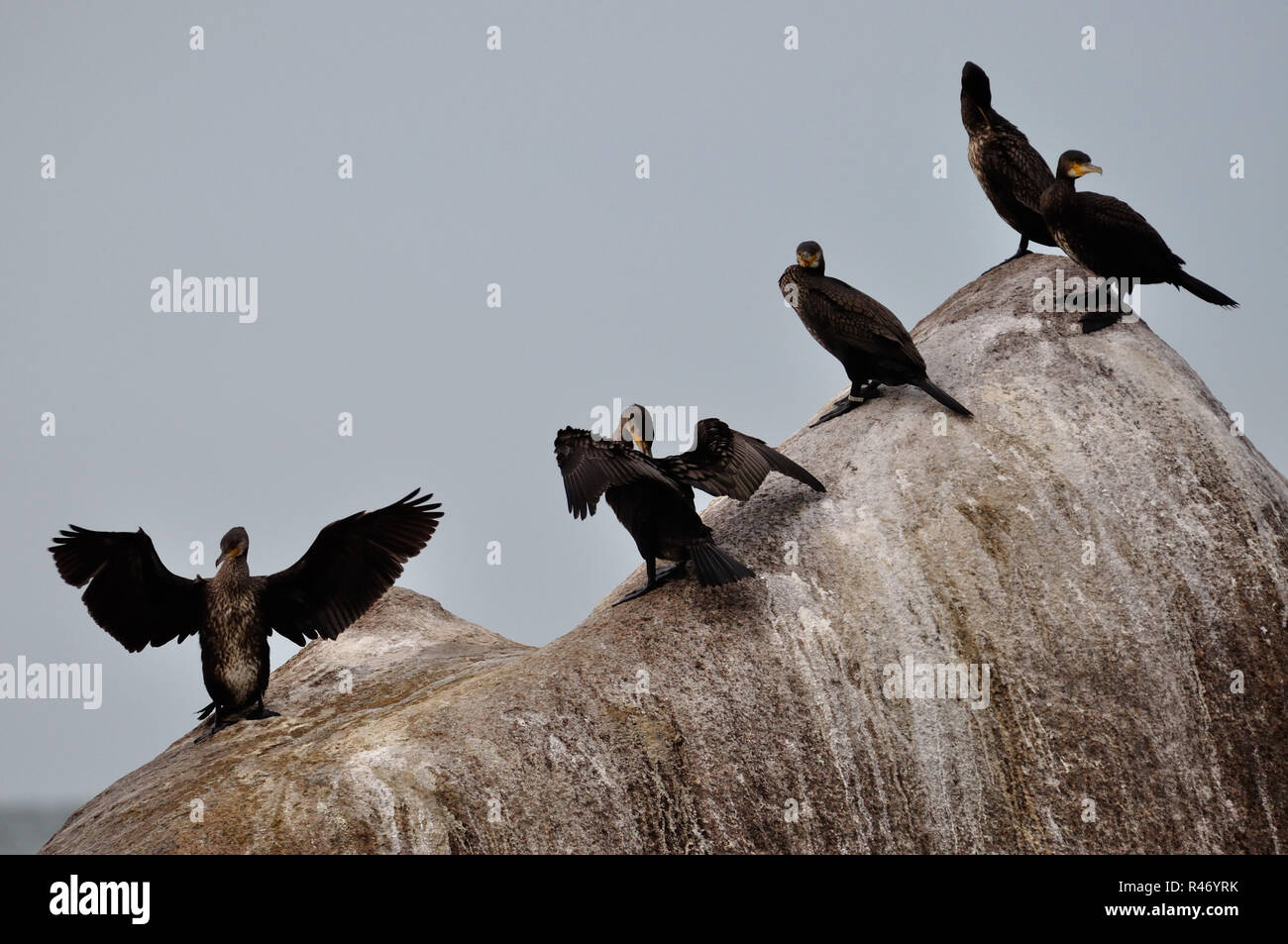Kormorane Stockfoto