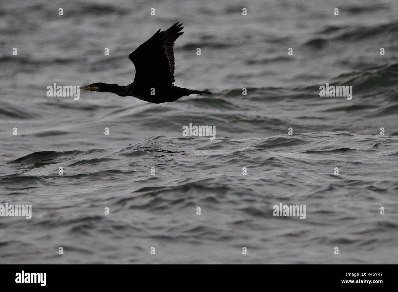 Kormoran Stockfoto