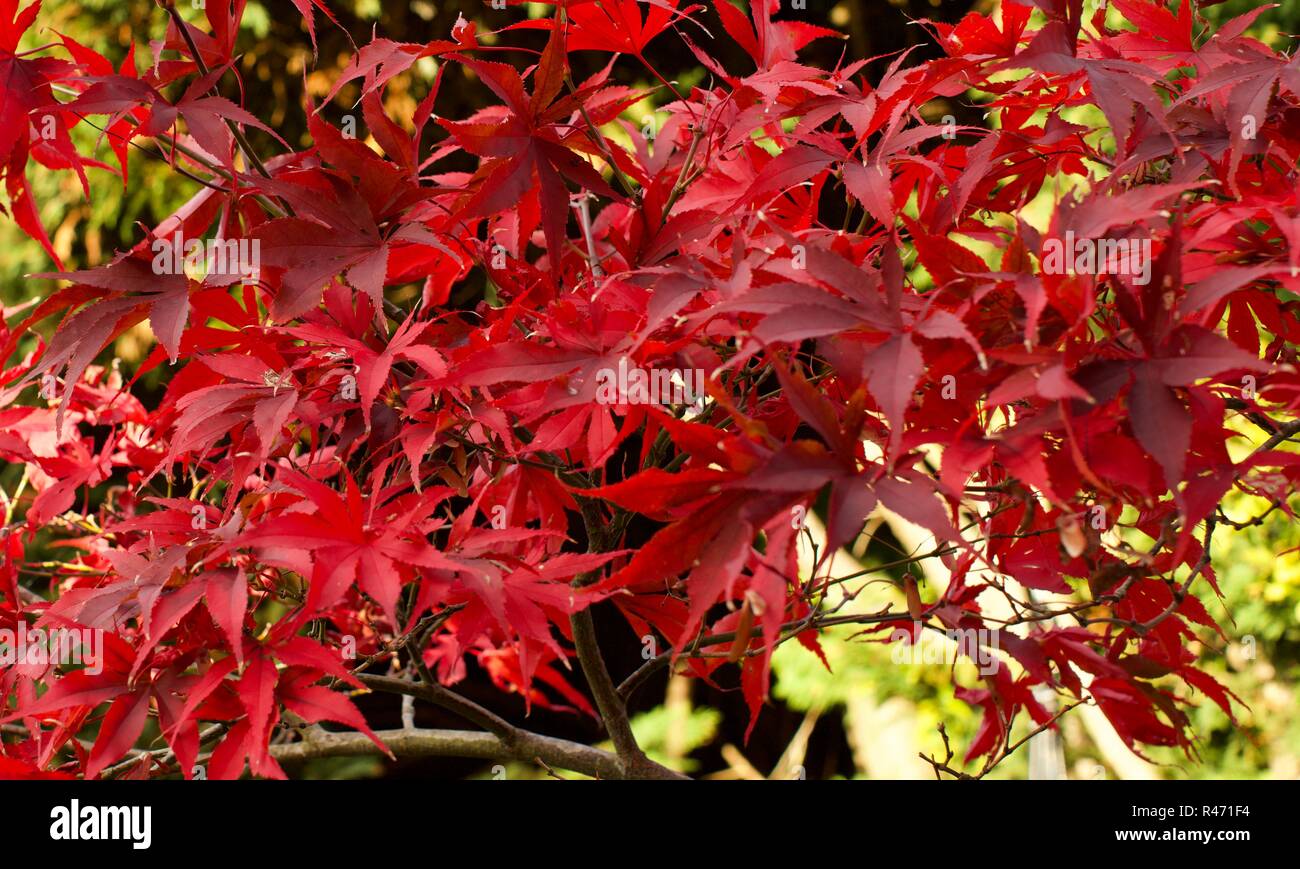 Schöne Blätter im Herbst auf einem japanischen Acer palmatum Stockfoto