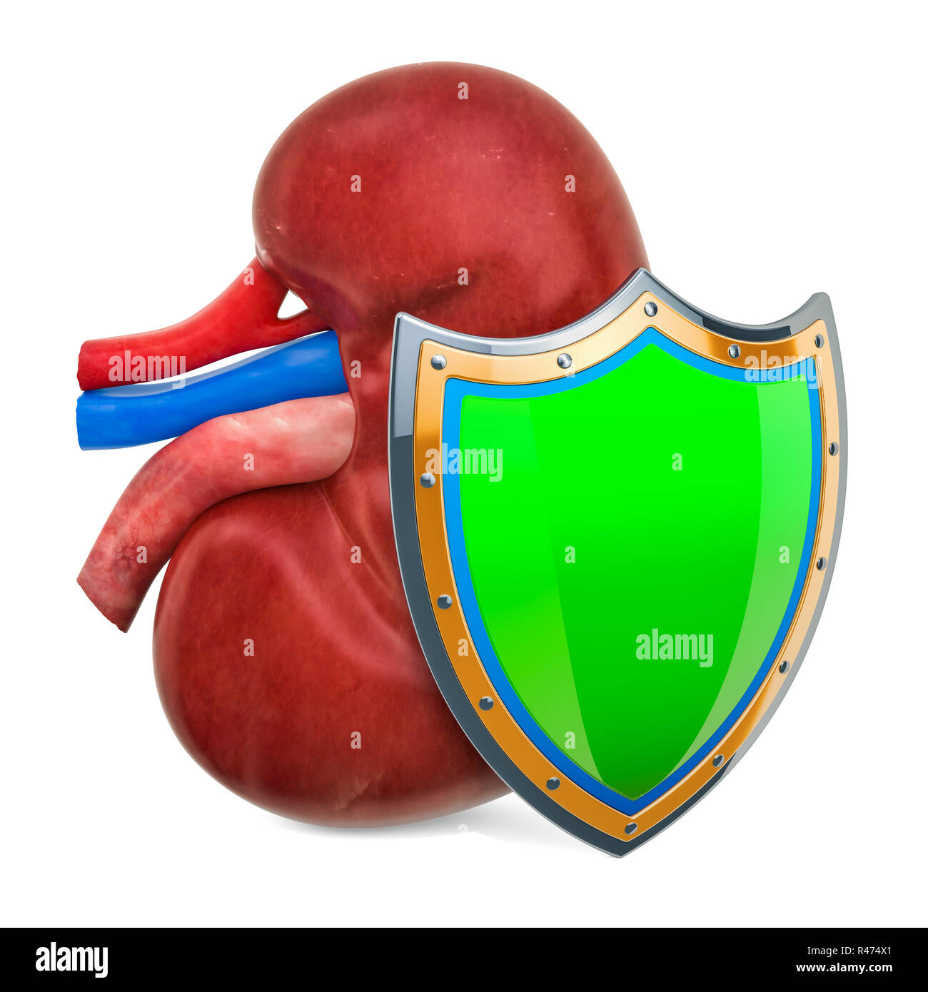 Menschliche Niere mit Schild, Nieren schützen Konzept. 3D-Rendering auf weißem Hintergrund Stockfoto