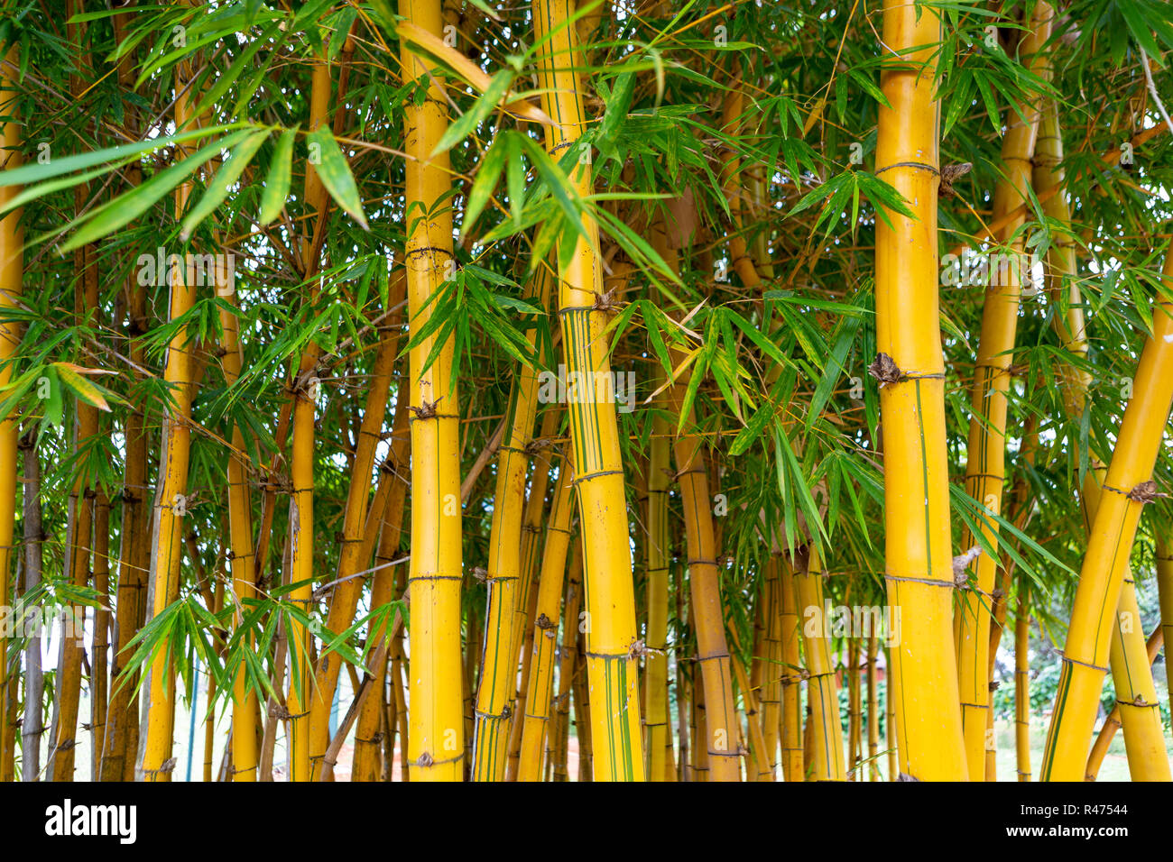 Nahaufnahme von Bambus Bume im Garten. Selektive konzentrieren  Stockfotografie - Alamy
