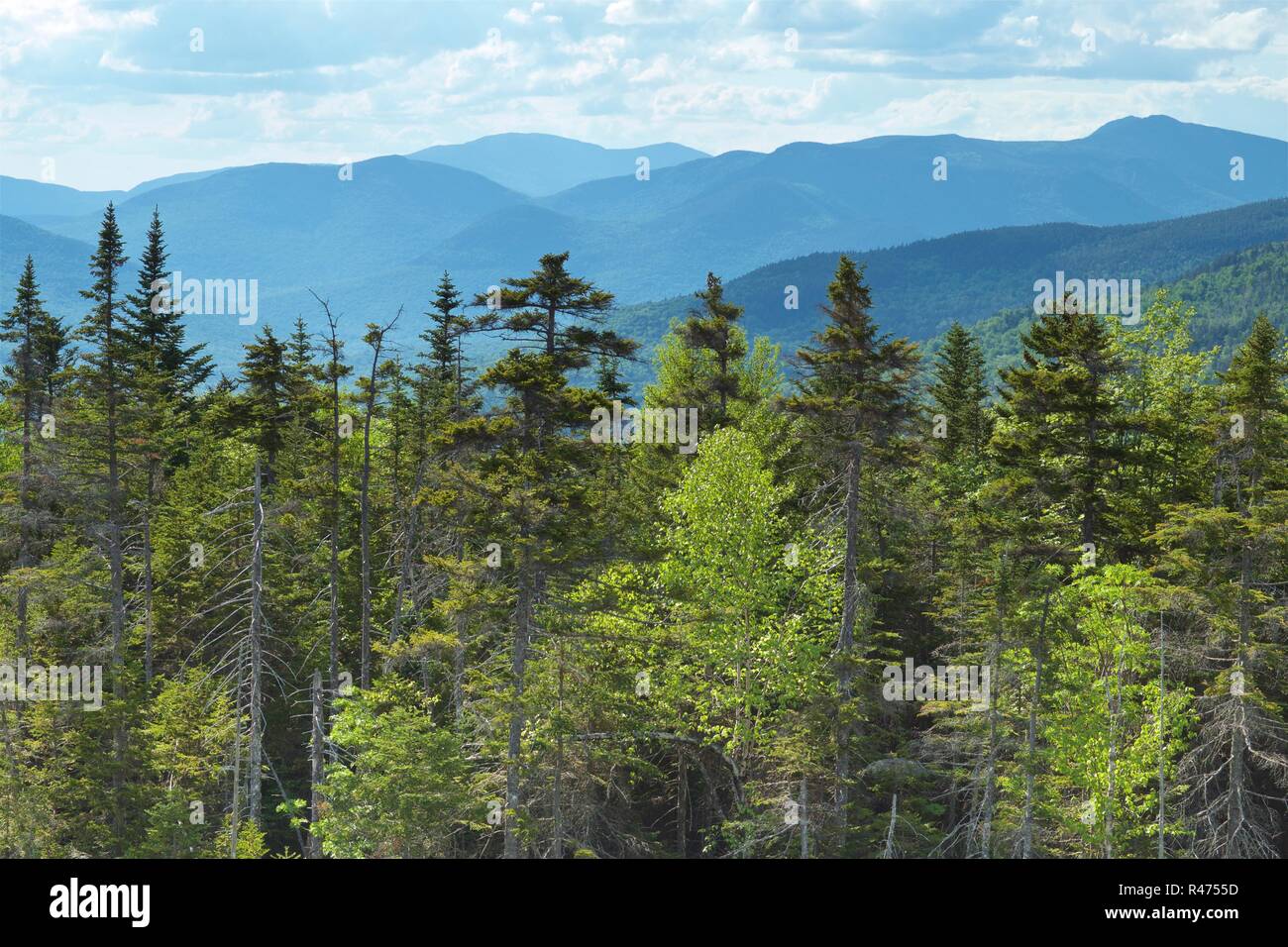 Narbe Ridge, Kancamangus Autobahn, Lincoln, New Hampshire, Berge, weiße Berge, National Forest, hohen Bäumen, Blue Mountains, Höhe, Höhe, Stockfoto