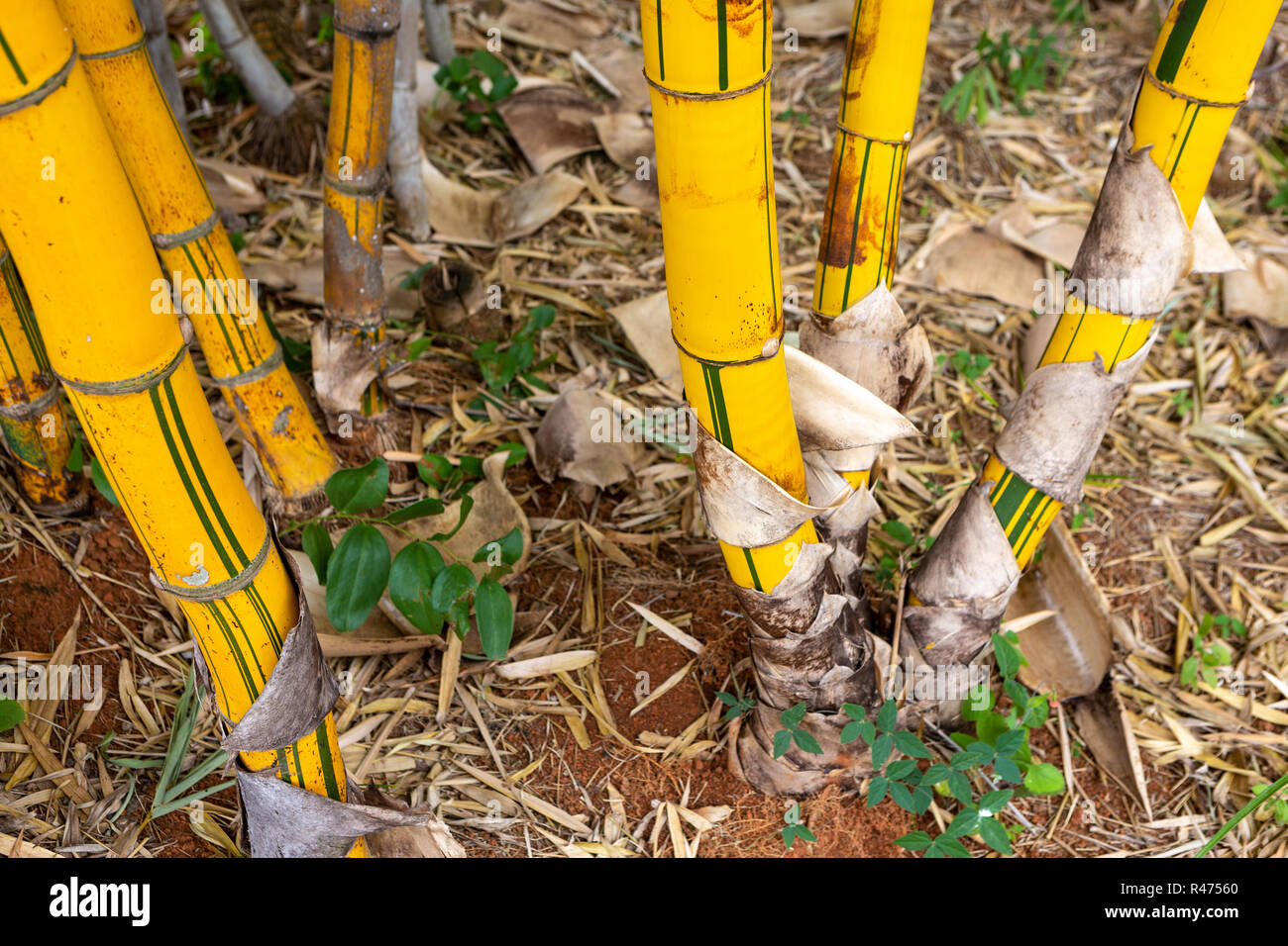 Nahaufnahme von Bambus Bäume im Garten. Selektive konzentrieren. Stockfoto