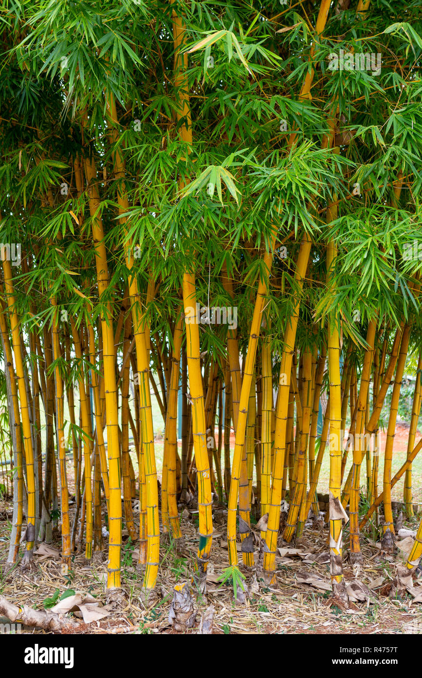 Bambus Bume im Garten Stockfotografie - Alamy