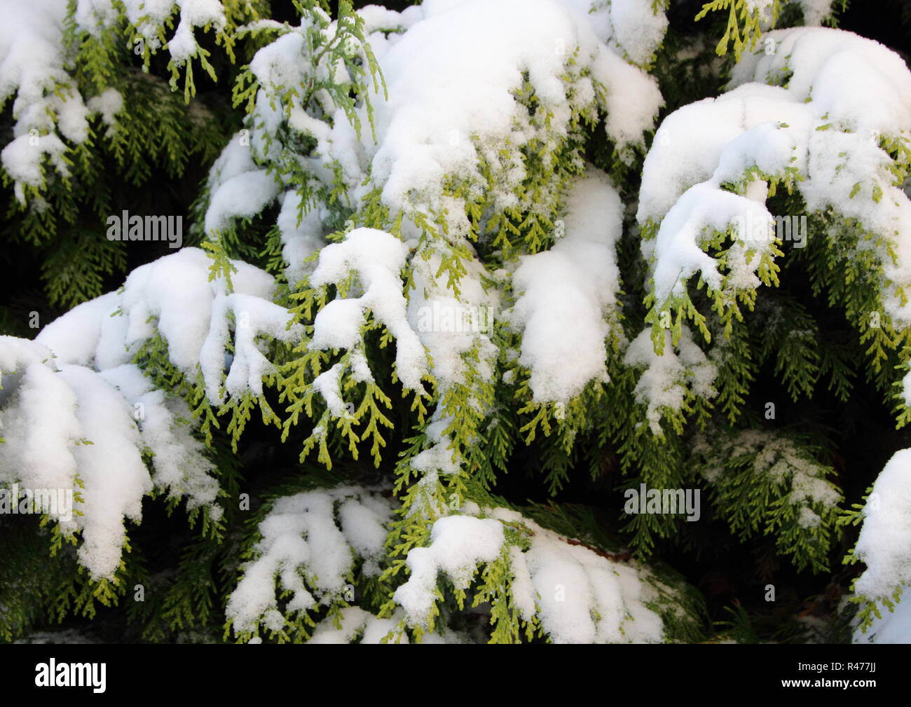 Schnee bedeckt die immergrüne Thuja Zweig im winter Stockfoto