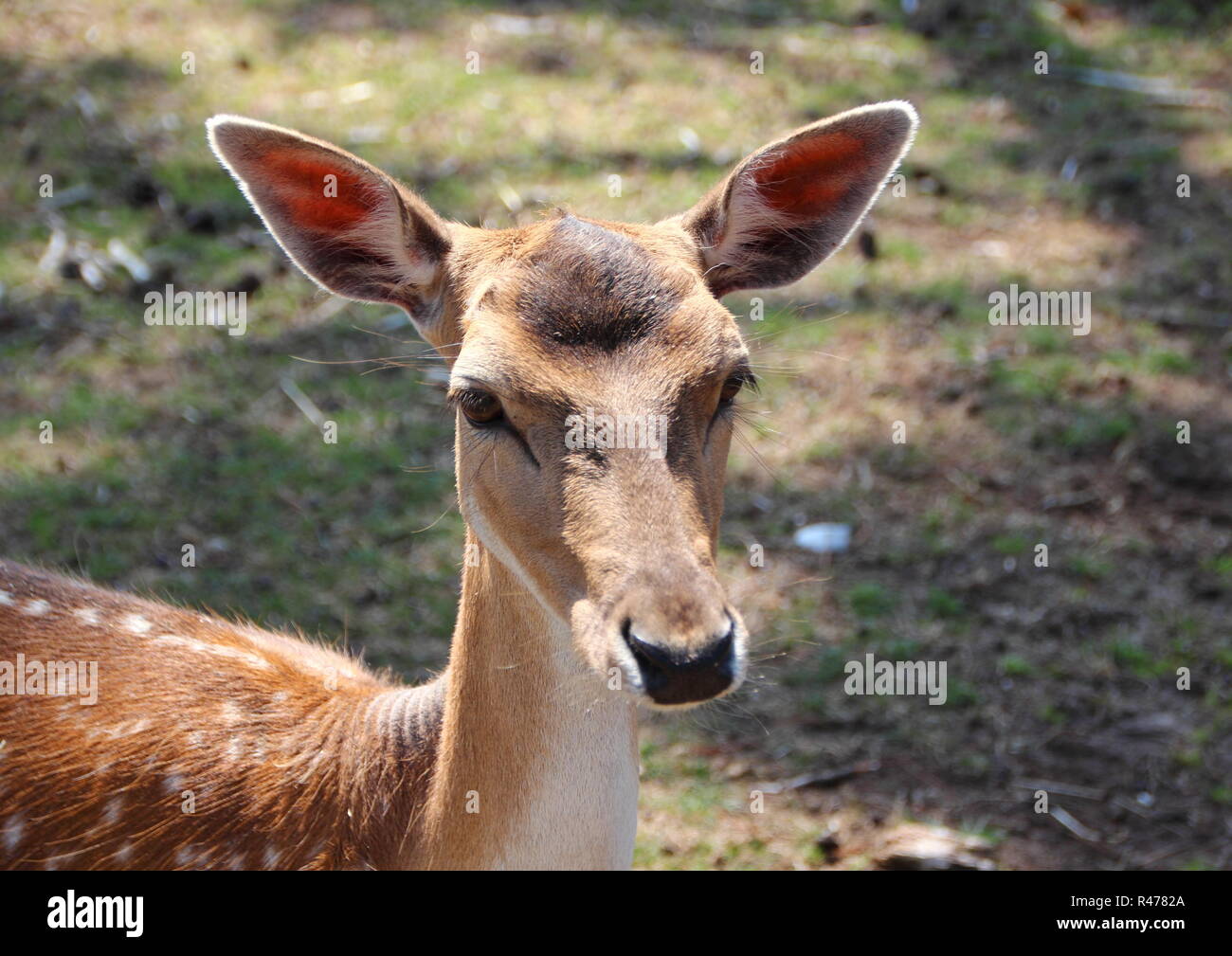 Weibliche Damwild Kopf mit Ohren angehoben Stockfoto