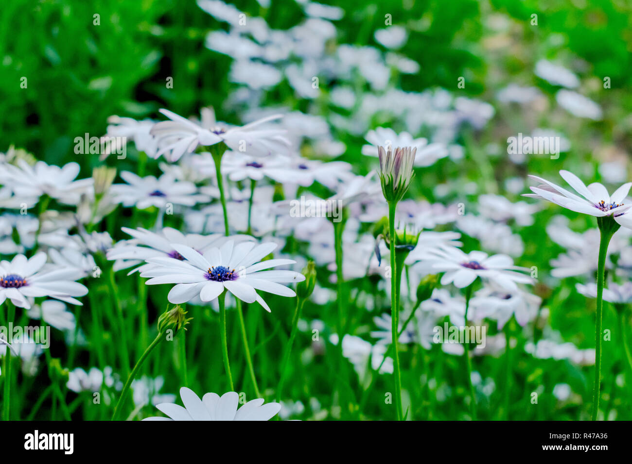 Blume Fotografie an Lodhi Garten, ein Bett/Bereich weiße Blume Stockfoto