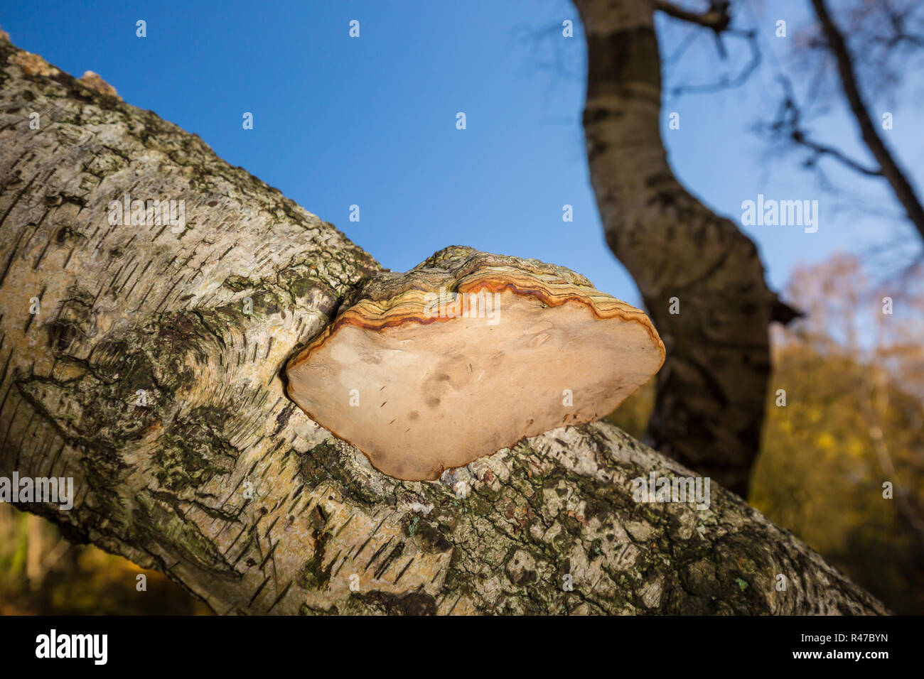 Nahaufnahme des Hufpilzes, der auf Silberbirke wächst, die in britischen Wäldern wächst und Fäulnis und Zerfall des Kernholzes des Baumes verursacht. Stockfoto