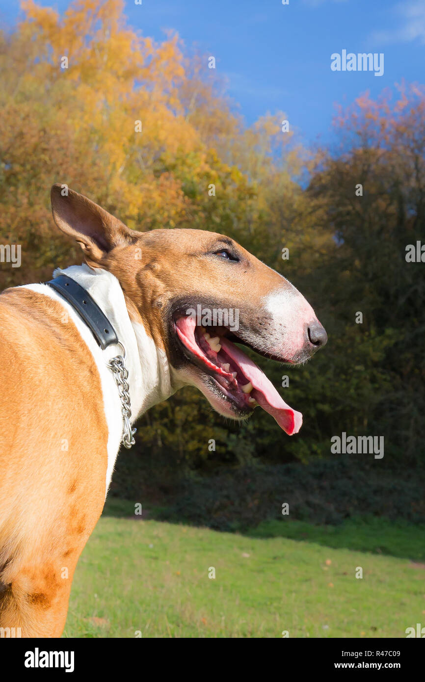 Nahaufnahme Porträt von English Bull Terrier Haustier Hund isoliert im Freien in UK Sonnenschein. Stockfoto