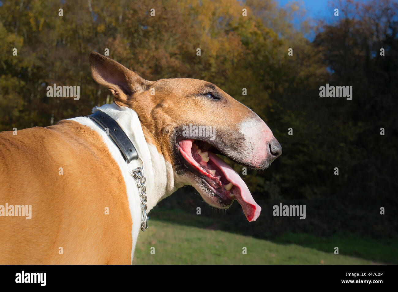 Ganz nah, seitlicher Kopfschuss des englischen Stierkopfes, offener Mund und lange Zunge, die herausragt, während er seinen Spaziergang im Park in der Herbstsonne genießt. Stockfoto
