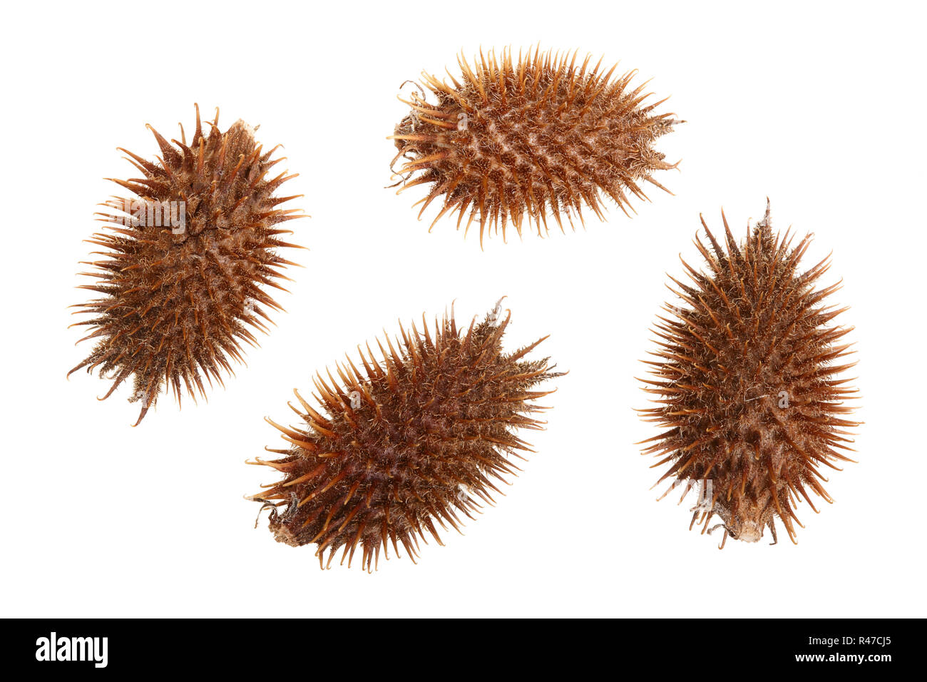 Trockene Xanthium strumarium auf weißem Hintergrund hat medizinische Eigenschaften. Ansicht von oben. Flach Muster Stockfoto