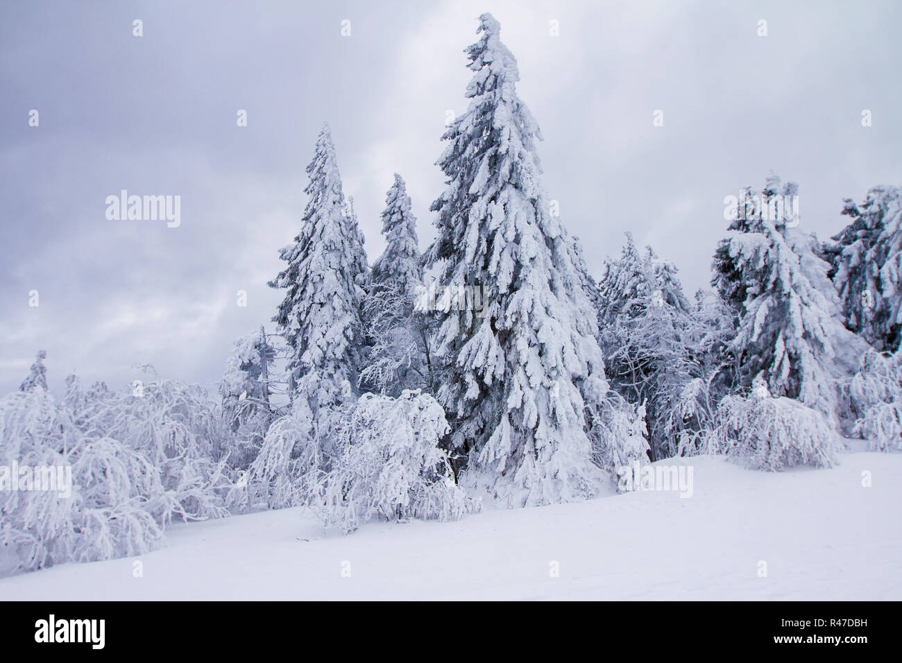 Wunderbare Winter scene als fir Bäume mit Schnee in den Bergen bedeckt. Weihnachten Hintergrund. Stockfoto