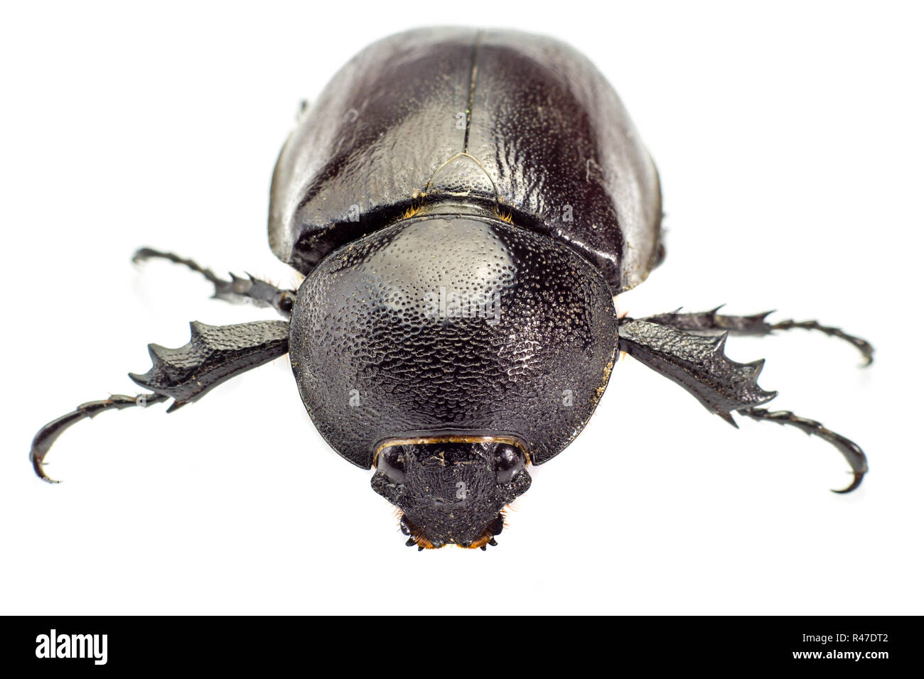 Käfer, Käfer, Nashorn Käfer, Hercules Beetle, Einhorn Käfer Stockfoto