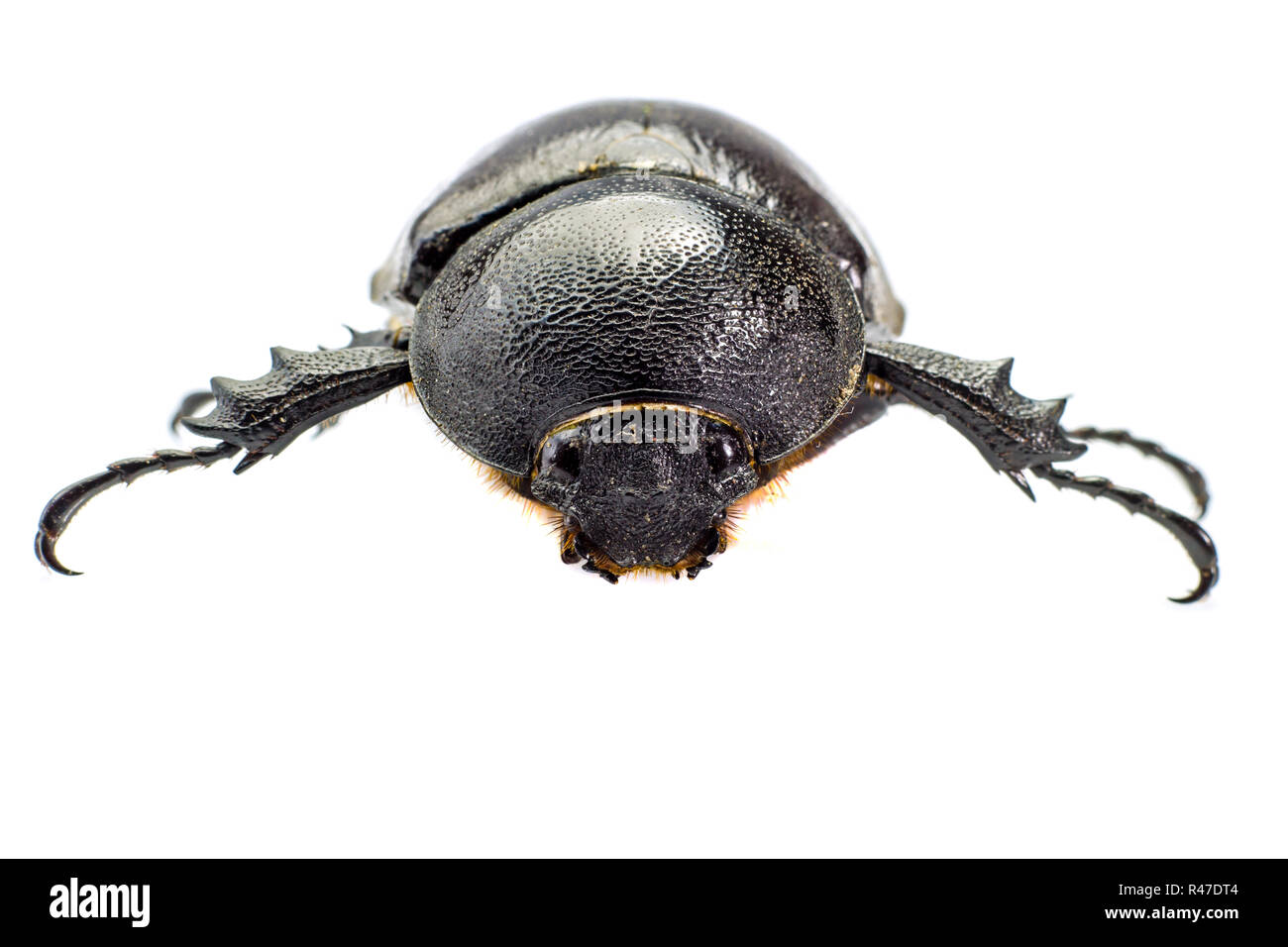 Käfer, Käfer, Nashorn Käfer, Hercules Beetle, Einhorn Käfer Stockfoto