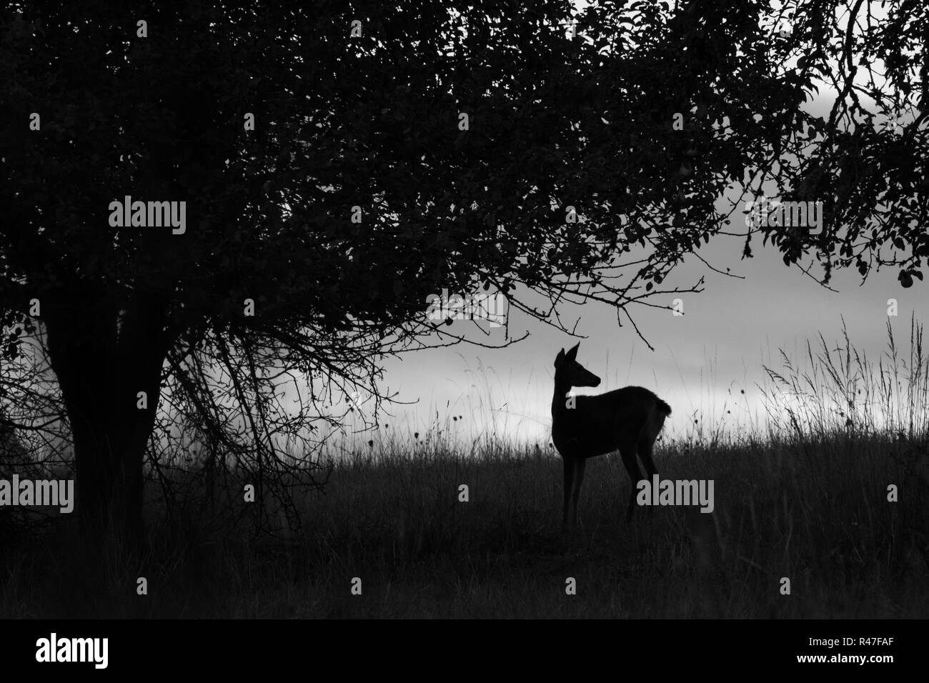 Hirsch-silhouette Stockfoto