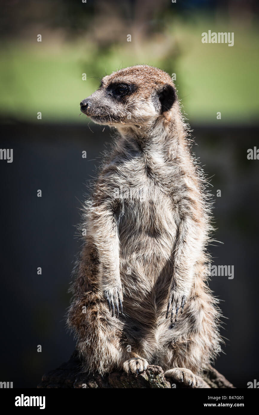 Erdmännchen, Erdmännchen (surikate) in aufrechter Position, während Sentry-suricata suricatta.. Stockfoto