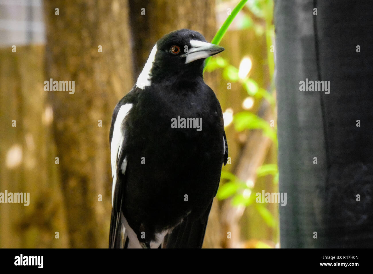 Porträt einer Elster Stockfoto