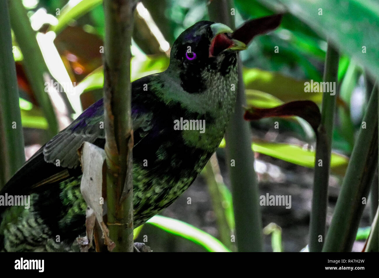 Vogel auf einem Ast Stockfoto