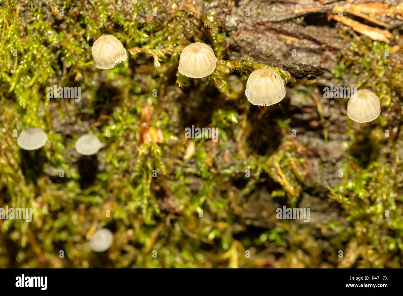 Makro Foto von einer spärlichen Cluster von Fairy Inkcap Pilze unter Moos. Stockfoto