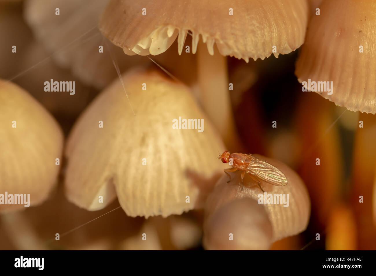 Makro Farbfoto von winzigen braunen Fliegen auf pilzscheibe innerhalb von Pilz Klumpen im Querformat thront. Stockfoto