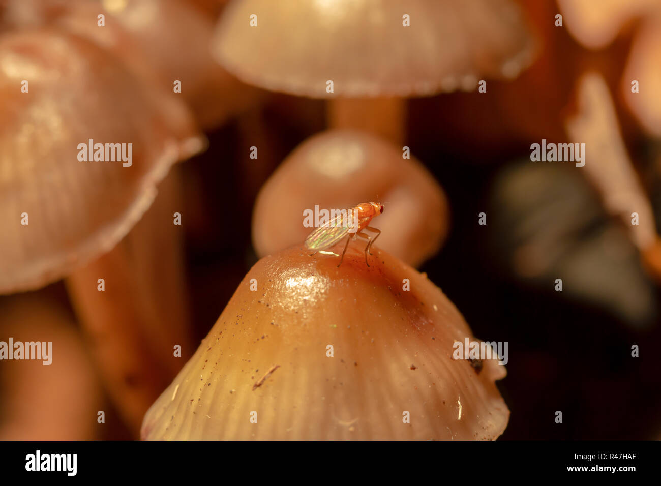 Makro Farbfoto von winzigen braunen Fliegen auf pilzscheibe innerhalb von Pilz Klumpen im Querformat thront. Stockfoto