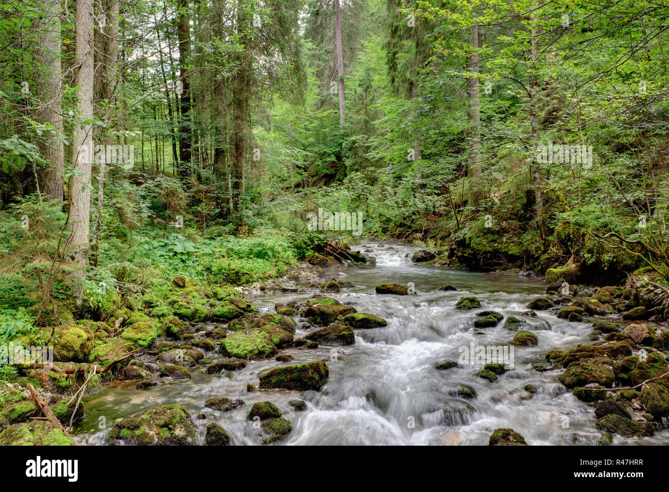 Bach im Wald Stockfoto