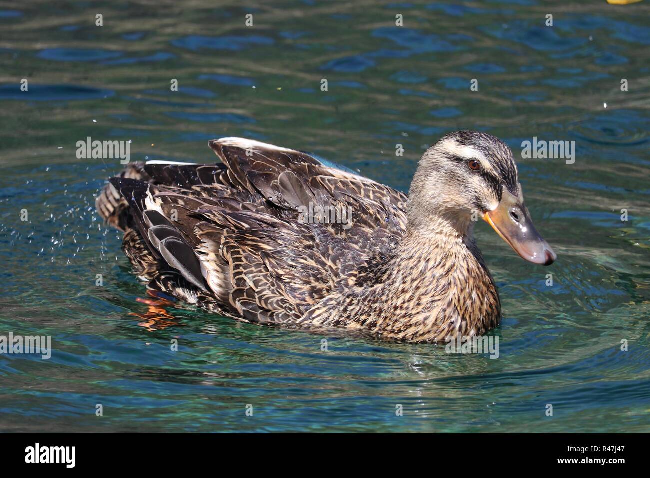 Meerwasser Stockfoto