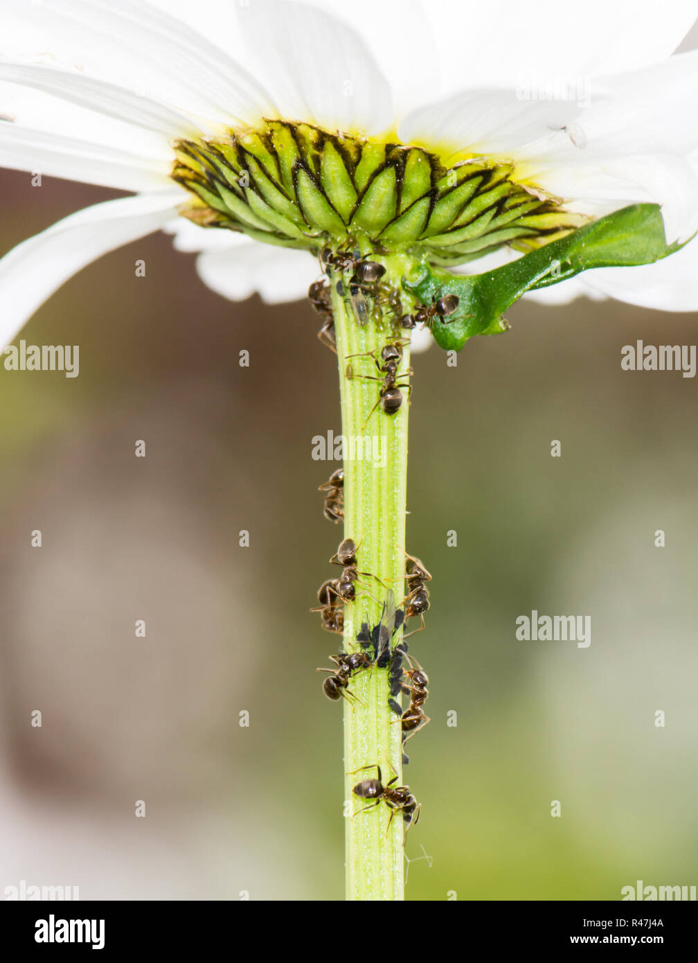 Läuse und Ameisen Stockfoto